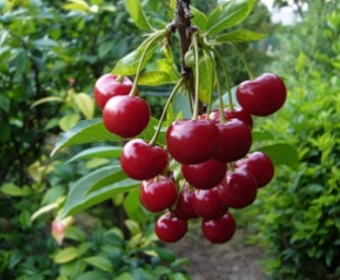 Корзинка с лекарственными ягодами. Дикорастущая вишня. Варенье! 7 рецептов вкусных питательных и лекарственных блюд